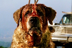 Cujo DVD