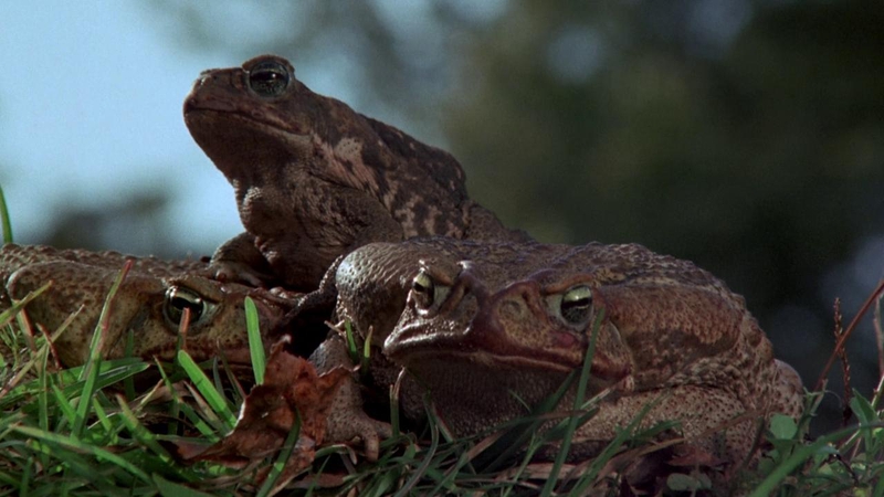 Frogs (1972)