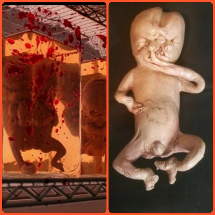 alien-hybrid-fetus.webp