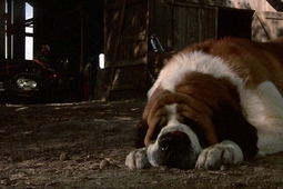 cujo2