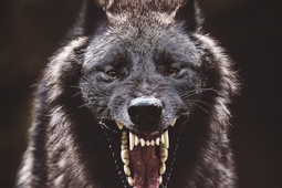 mean-wolf